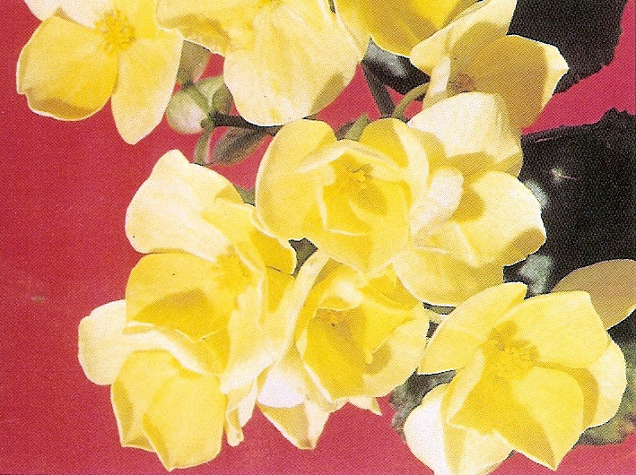 B. ‘Brown’s Golden Gelbe’